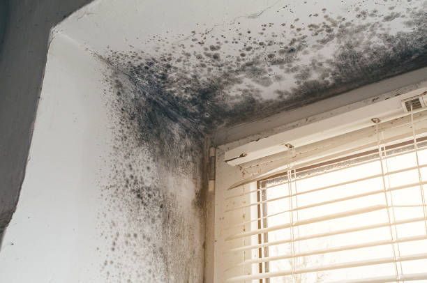 Affordable Basement Mold Removal solutions in New Berlin, IL